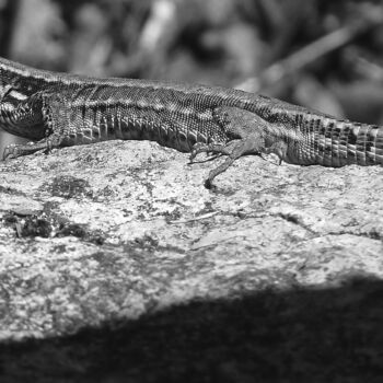 Photographie intitulée "Immobile" par Camille R., Œuvre d'art originale, Photographie non manipulée