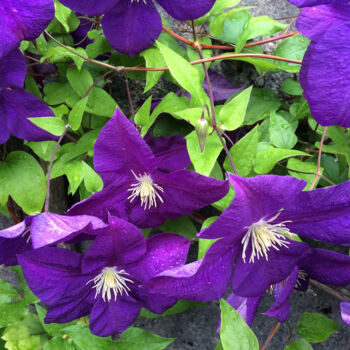 Photographie intitulée "Clématite" par Camille R., Œuvre d'art originale, Photographie numérique