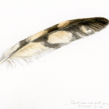 Картина под названием "Short-eared owl pri…" - Una Hurst, Подлинное произведение искусства, Акварель