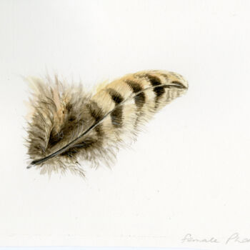 Картина под названием "Pheasant feather" - Una Hurst, Подлинное произведение искусства, Акварель