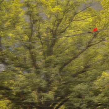 Fotografie mit dem Titel "Red bird" von Blamemrken, Original-Kunstwerk, Manipulierte Fotografie