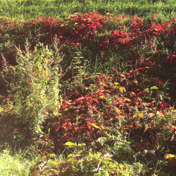 Photography titled "Rouge et vert" by Camille R., Original Artwork, Non Manipulated Photography