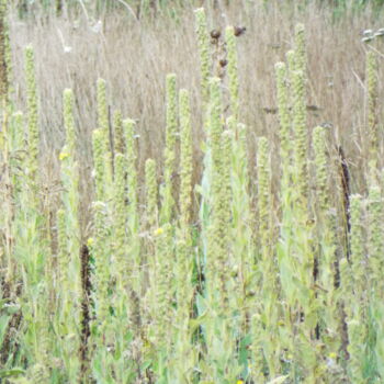 Photography titled "FLOWER XI, Mullein…" by Curtis H. Jones, Original Artwork, Digital Photography