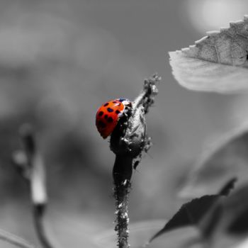 "Coccinelle à la cha…" başlıklı Fotoğraf Corentin Thauvin tarafından, Orijinal sanat, Dijital Fotoğrafçılık