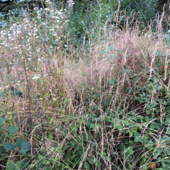 Photographie intitulée "Or blanc" par Camille R., Œuvre d'art originale, Photographie non manipulée