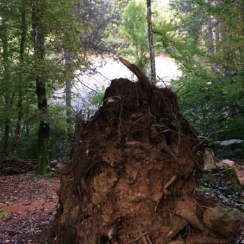 Photographie intitulée "Hibou" par Camille R., Œuvre d'art originale, Photographie non manipulée