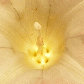 摄影 标题为“FLOWERS, Yellow l,…” 由Curtis H. Jones, 原创艺术品, 数码摄影 安装在木质担架架上