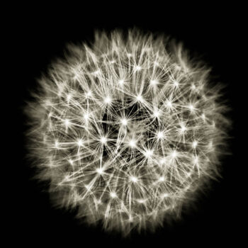 Photography titled "Quelques fleurs #82" by Pierre Nadler, Original Artwork, Digital Photography