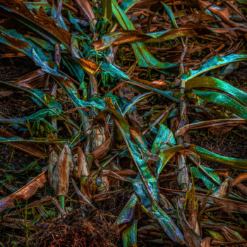 Digital Arts titled "Corn with GMO’s of…" by Blamemrken, Original Artwork, Digital Painting