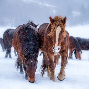 Photographie intitulée "Non-freezing love" par Marek Kopnicky, Œuvre d'art originale, Photographie numérique