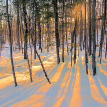 Photography titled "Le sous bois" by Carl Legault, Original Artwork, Digital Photography Mounted on Wood Stretcher frame