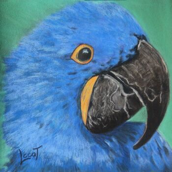 Peinture intitulée "Ara hyacinthe" par Catherine Costet (Lccat), Œuvre d'art originale, Pastel