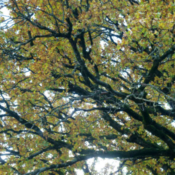Photographie intitulée "L'encre des branches" par Camille R., Œuvre d'art originale, Photographie non manipulée