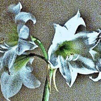 Fotografia intitulada "Amaryllis 50b" por Ken Lerner, Obras de arte originais, Fotografia digital