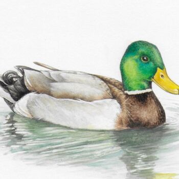 Arts numériques intitulée "colvert" par Gisele Vey, Œuvre d'art originale, Acrylique