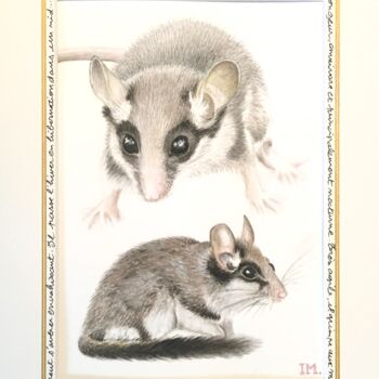 Peinture intitulée "Loir commun" par Isabelle Molinard, Œuvre d'art originale, Aquarelle