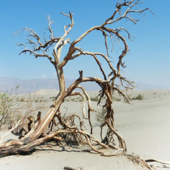제목이 "L'arbre d'après..."인 사진 Pascal Carro (ORAK)로, 원작, 조작되지 않은 사진