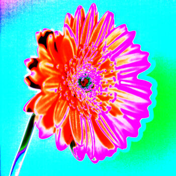摄影 标题为“MacGerbera3” 由Gerhard Bumann, 原创艺术品, 操纵摄影