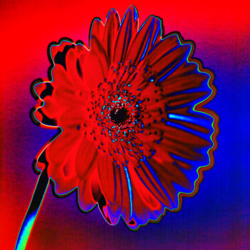 摄影 标题为“MacGerbera6” 由Gerhard Bumann, 原创艺术品, 操纵摄影