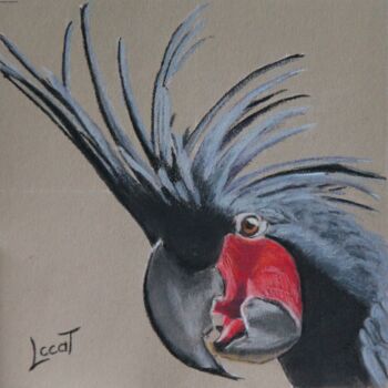 Peinture intitulée "Le cacatoès noir" par Catherine Costet (Lccat), Œuvre d'art originale, Pastel