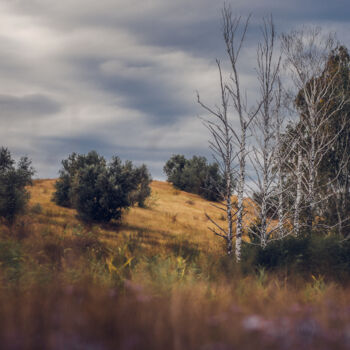 Photography titled "autumn birches" by Oleg Sukhenko, Original Artwork, Digital Photography