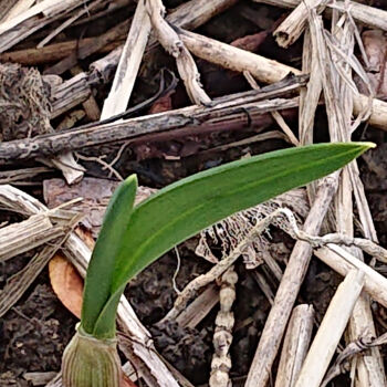 Φωτογραφία με τίτλο "Garden bulb" από Pascal Carro (ORAK), Αυθεντικά έργα τέχνης, Χειρισμένη φωτογραφία