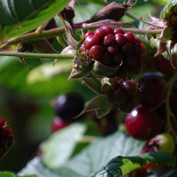 Photographie intitulée "Blackberry woodland" par Pascal Carro (ORAK), Œuvre d'art originale, Photographie non manipulée