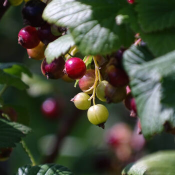 Photography titled "Gooseberry woodland" by Pascal Carro (ORAK), Original Artwork, Non Manipulated Photography