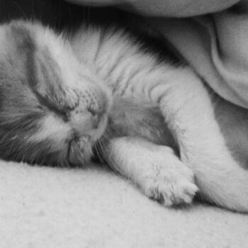 「kitten nap」というタイトルの写真撮影 Pascal Carro (ORAK)によって, オリジナルのアートワーク, デジタル