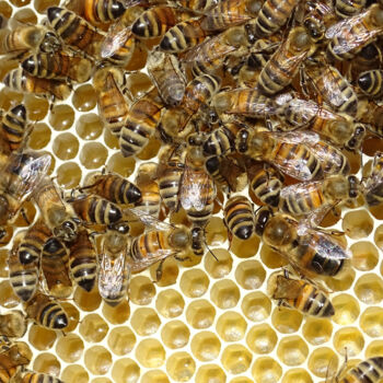Photographie intitulée "Life insects bees #2" par Pascal Carro (ORAK), Œuvre d'art originale, Photographie numérique