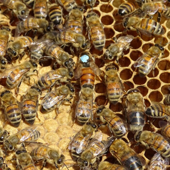 Photography titled "The queen of bees" by Pascal Carro (ORAK), Original Artwork, Digital Photography