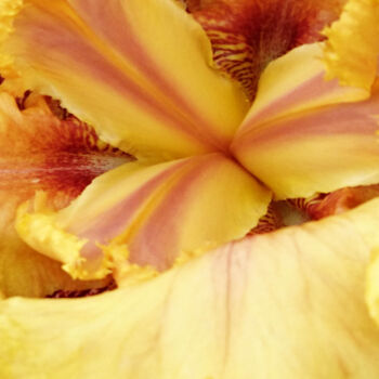 Fotografie getiteld "Daylily" door Pascal Carro (ORAK), Origineel Kunstwerk, Digitale fotografie