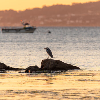 "grey heron resting…" başlıklı Fotoğraf Xan Gasalla González-Redondo tarafından, Orijinal sanat, Fotoşopsuz fotoğraf