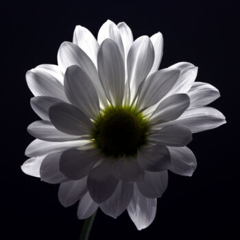 제목이 "Daisy"인 사진 Daniel Ravel로, 원작, 디지털