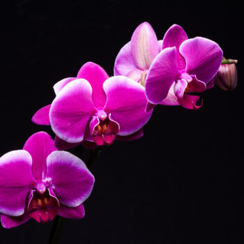 제목이 "Phalaenopsis"인 사진 Daniel Ravel로, 원작, 디지털