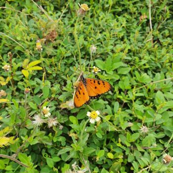 Fotografia intitulada "Me Grass Butterfly" por Xin Hui Lim, Obras de arte originais, Fotografia digital
