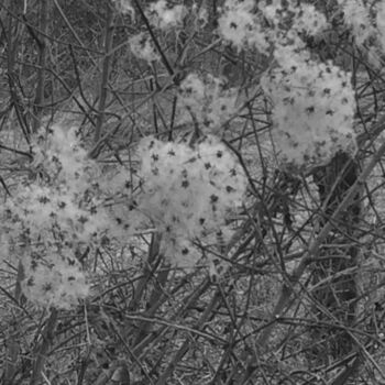 Photographie intitulée "Neige en fleur" par Camille R., Œuvre d'art originale, Photographie non manipulée
