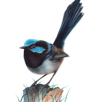 图画 标题为“Superb Fairywren -…” 由Daria Maier, 原创艺术品, 圆珠笔