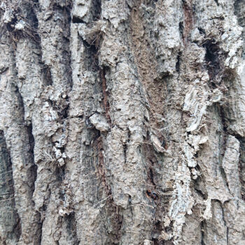 Φωτογραφία με τίτλο "Bark of oak #1" από Pascal Carro (ORAK), Αυθεντικά έργα τέχνης, Ψηφιακή φωτογραφία