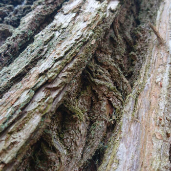 Photographie intitulée "Bark of oak #2" par Pascal Carro (ORAK), Œuvre d'art originale, Photographie numérique