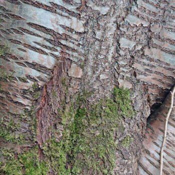 Photography titled "Birch bark" by Pascal Carro (ORAK), Original Artwork, Digital Photography