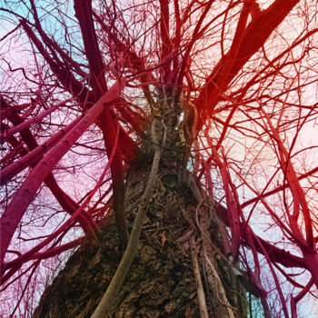 Photography titled "Sky root #3" by Pascal Carro (ORAK), Original Artwork, Digital Photography