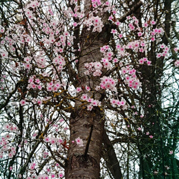 Photographie intitulée "Sakura" par Pascal Carro (ORAK), Œuvre d'art originale, Photographie numérique