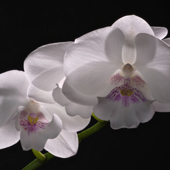 摄影 标题为“White Phalaenopsis” 由Daniel Ravel, 原创艺术品, 数码摄影