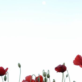 摄影 标题为“COQUELICOT 5” 由Isabelle Deloge, 原创艺术品, 非操纵摄影