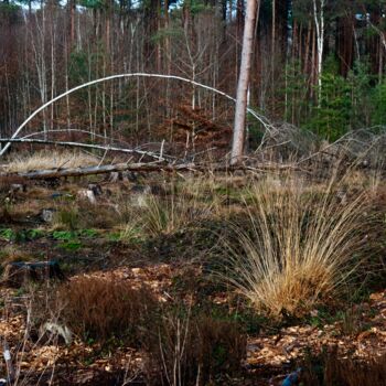 "The Forest" başlıklı Fotoğraf Sylvestre Bonnet tarafından, Orijinal sanat, Dijital Fotoğrafçılık