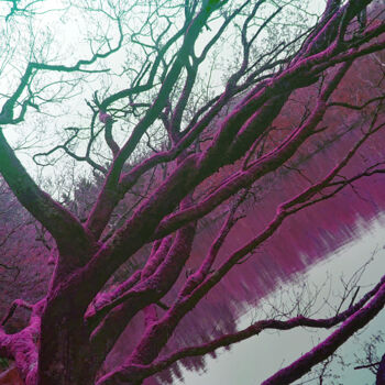 Photographie intitulée "Heart tree #2" par Pascal Carro (ORAK), Œuvre d'art originale, Photographie manipulée