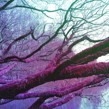摄影 标题为“Heart tree #3” 由Pascal Carro (ORAK), 原创艺术品, 操纵摄影