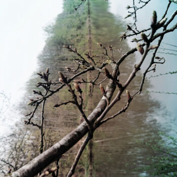 Φωτογραφία με τίτλο "The tree hides the…" από Pascal Carro (ORAK), Αυθεντικά έργα τέχνης, Χειρισμένη φωτογραφία