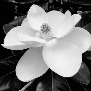 제목이 ""Little Gem" Magnol…"인 사진 Daniel Ravel로, 원작, 디지털